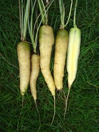 Attēlu rezultāti vaicājumam “Daucus sativus”