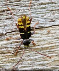 Attēlu rezultāti vaicājumam “Plagionotus detritus imago”