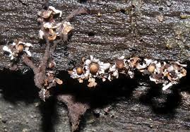 Attēlu rezultāti vaicājumam “Diderma radiatum”