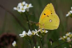Attēlu rezultāti vaicājumam “Colias croceus”