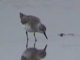 Image result for Calidris pusilla