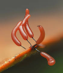 Attēlu rezultāti vaicājumam “Comatricha laxa”