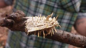 Attēlu rezultāti vaicājumam “Akanthomyces aculeatus”