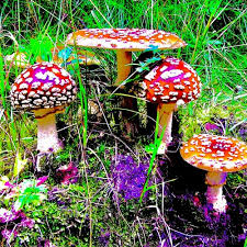 Attēlu rezultāti vaicājumam “Amanita regalis”