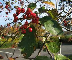 Attēlu rezultāti vaicājumam “Sorbus intermedia fruit”
