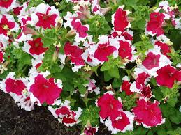 Image result for Petunia