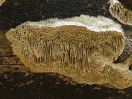 Attēlu rezultāti vaicājumam “Irpex lacteus”