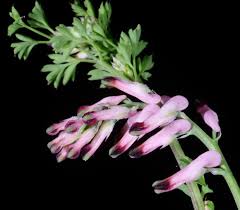 Image result for Fumaria officinalis