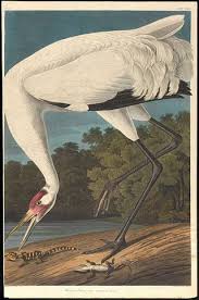 Attēlu rezultāti vaicājumam “Grus grus adult”