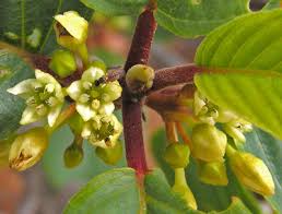 Attēlu rezultāti vaicājumam “Frangula alnus flower”