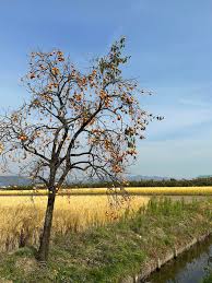 「柿の木利江」の画像検索結果