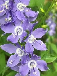 Image result for Campanula americana