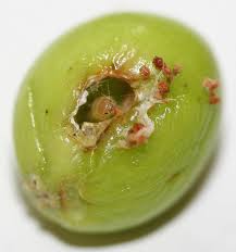 Attēlu rezultāti vaicājumam “Sparganium neglectum fruit”