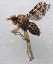 Attēlu rezultāti vaicājumam “Trypetoptera punctulata”