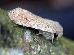 Attēlu rezultāti vaicājumam “Orthosia cruda”
