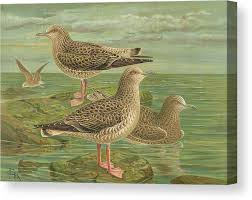 Attēlu rezultāti vaicājumam “Larus marinus”