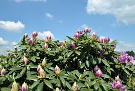 Attēlu rezultāti vaicājumam “Rhododendron catawbiense flower”