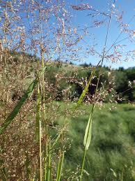 Attēlu rezultāti vaicājumam “Agrostis stolonifera”