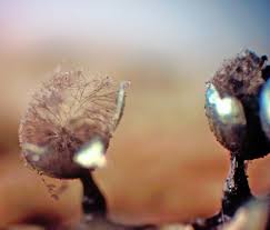 Attēlu rezultāti vaicājumam “Lamproderma pulchellum spores”