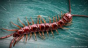 Attēlu rezultāti vaicājumam “Lithobius forficatus”