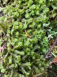 Attēlu rezultāti vaicājumam “Bazzania trilobata”