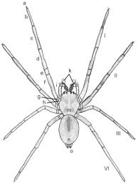 Attēlu rezultāti vaicājumam “Cheiracanthium sp. male”
