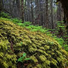 Attēlu rezultāti vaicājumam “Hylocomium splendens”