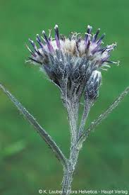 Attēlu rezultāti vaicājumam “Saussurea esthonica”