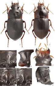Attēlu rezultāti vaicājumam “Amara sp.”