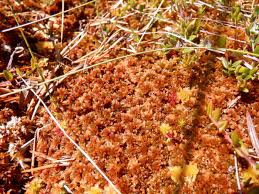 Attēlu rezultāti vaicājumam “Sphagnum fuscum”
