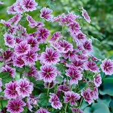 Image result for Malva sylvestris 'Zebrina'