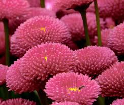 Image result for Bellis perennis