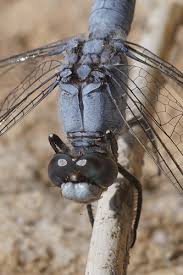 Attēlu rezultāti vaicājumam “Orthetrum brunneum”