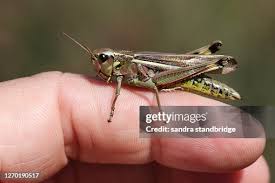 Attēlu rezultāti vaicājumam “Stethophyma grossum”