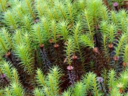 Attēlu rezultāti vaicājumam “Callicladium haldanianum sporophyte”