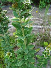 Attēlu rezultāti vaicājumam “Lophozia capitata”