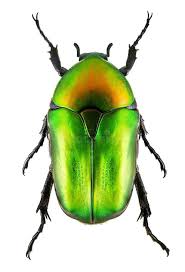 Attēlu rezultāti vaicājumam “Potosia cuprea imago”