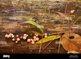 Attēlu rezultāti vaicājumam “Physarum contextum young”