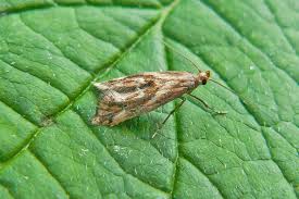 Attēlu rezultāti vaicājumam “Epermenia falciformis”