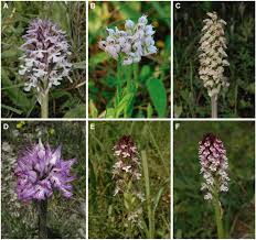 Attēlu rezultāti vaicājumam “Orchis ustulata flower”