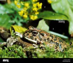 Attēlu rezultāti vaicājumam “Pseudepidalea viridis adult”