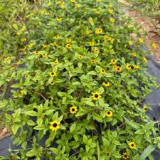 Image result for Sanvitalia procumbens
