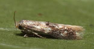 Attēlu rezultāti vaicājumam “Bucculatrix rhamniella”