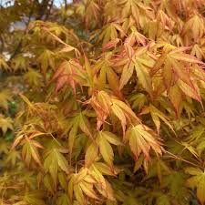 Image result for Acer palmatum `Orange Dream`