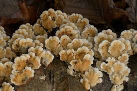 Attēlu rezultāti vaicājumam “Plicaturopsis crispa”