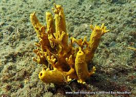 Attēlu rezultāti vaicājumam “Tubifera applanata”