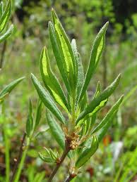 Attēlu rezultāti vaicājumam “Rhododendron canadense”