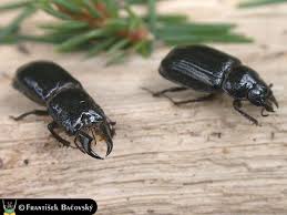 Attēlu rezultāti vaicājumam “Ceruchus chrysomelinus”