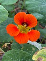 Attēlu rezultāti vaicājumam “Tropaeolum majus flower”