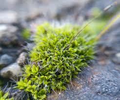 Attēlu rezultāti vaicājumam “Tortula muralis”